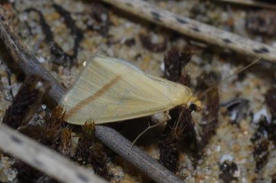 <i>Rhodometra sacraria</i>