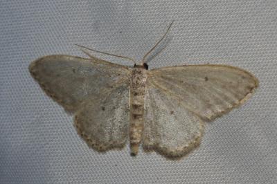 <i>Idaea seriata</i>