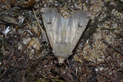 <i>Agrotis trux</i>