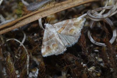 <i>Eublemma candidana</i>
