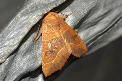 <i>Atethmia centrago</i>