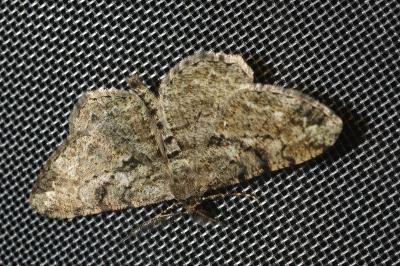<i>Peribatodes rhomboidaria</i>
