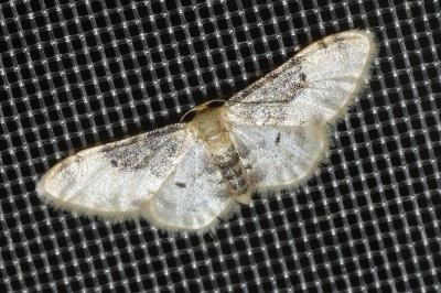 <i>Idaea filicata</i>