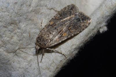 <i>Spodoptera exigua</i>