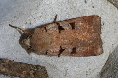 <i>Eugnorisma glareosa</i>
