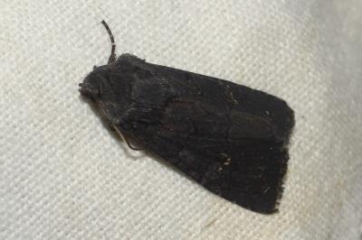 <i>Aporophyla nigra</i>
