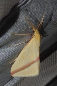 <i>Rhodometra sacraria</i>