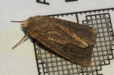 <i>Xestia xanthographa</i>