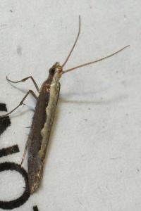 <i>Plutella xylostella</i>
