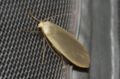 <i>Collita griseola</i>