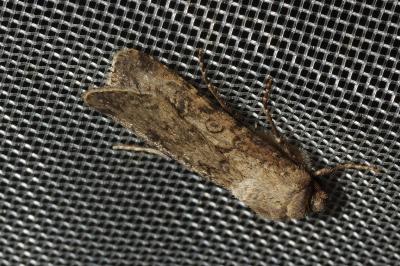 <i>Agrotis segetum</i>