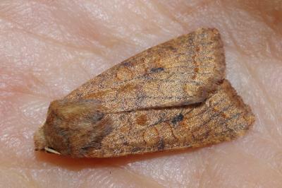 <i>Sunira circellaris</i>