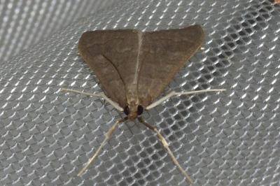 <i>Mecyna asinalis</i>