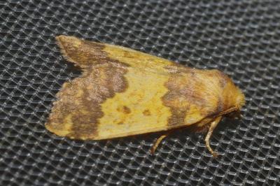 <i>Tiliacea aurago</i>