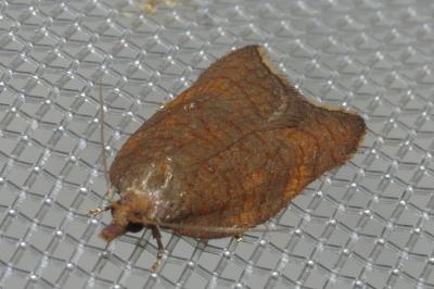 <i>Acleris rhombana</i>