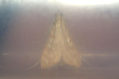 <i>Antigastra catalaunalis</i>