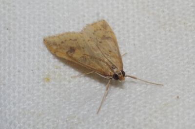 <i>Udea ferrugalis</i>