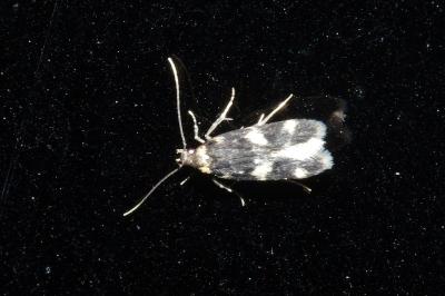 <i>Oegoconia</i>