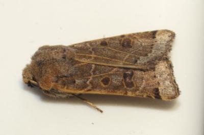 <i>Anchoscelis lunosa</i>