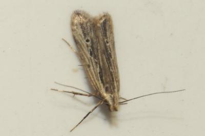 <i>Monochroa palustrellus</i>