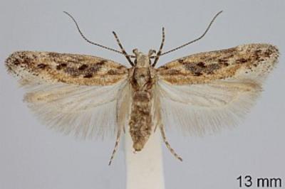 <i>Scrobipalpa suaedicola</i>
