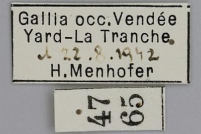 <i>Scrobipalpa suaedicola</i>