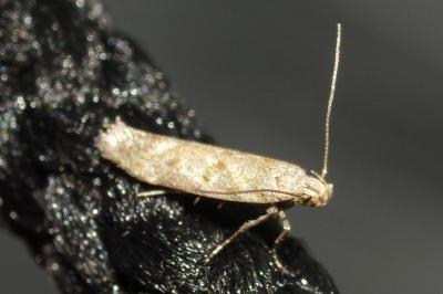 <i>Scrobipalpa</i>