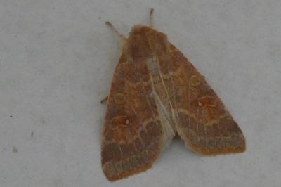 <i>Cirrhia ocellaris</i>