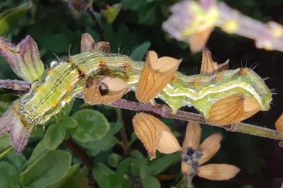 <i>Helicoverpa armigera</i>