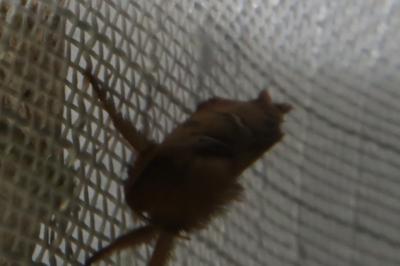 <i>Triodia sylvina</i>