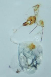 <i>Endothenia quadrimaculana</i>