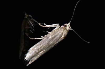 <i>Blastobasis phycidella</i>