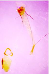 <i>Blastobasis phycidella</i>