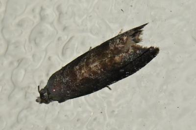 <i>Grapholita funebrana</i>