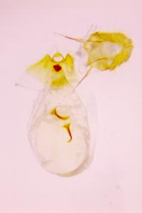 <i>Grapholita funebrana</i>