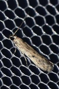 <i>Phycitodes inquinatella</i>