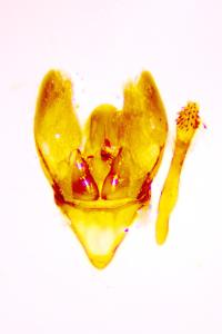 <i>Phycitodes inquinatella</i>