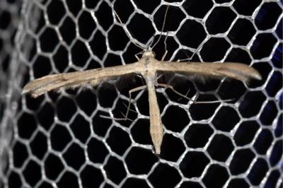 <i>Stenoptilia gallobritannidactyla</i>