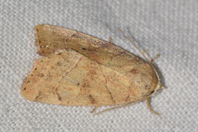 <i>Cosmia trapezina</i>