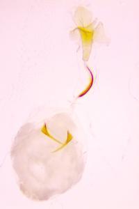 <i>Stenoptilia gallobritannidactyla</i>