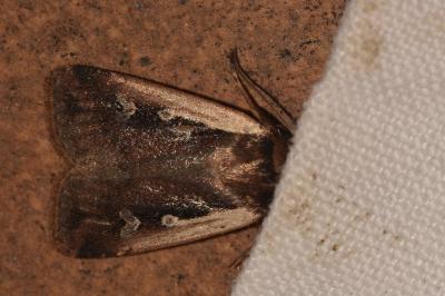 <i>Ochropleura plecta</i>