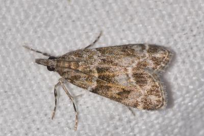<i>Eudonia mercurella</i>