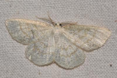 <i>Cabera exanthemata</i>