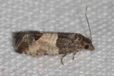 <i>Spilonota ocellana</i>