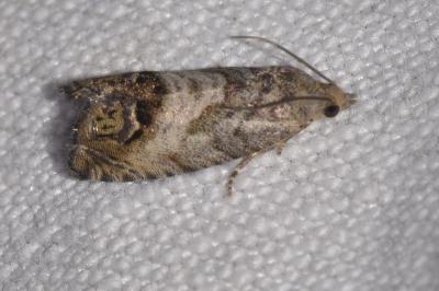 <i>Cydia splendana</i>