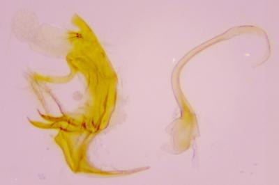 <i>Bryotropha affinis</i>