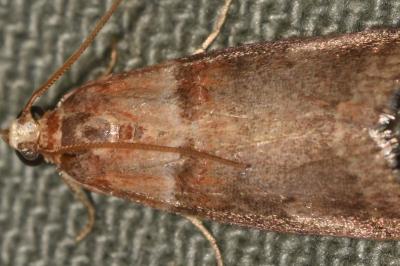 <i>Acrobasis tumidana</i>