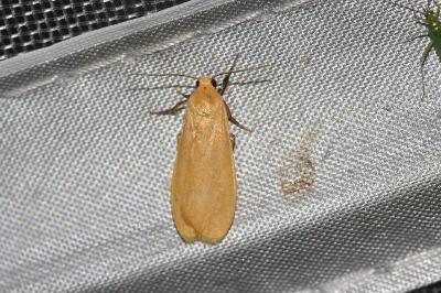 <i>Wittia sororcula</i>