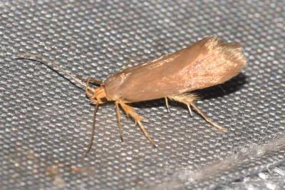 <i>Crassa unitella</i>
