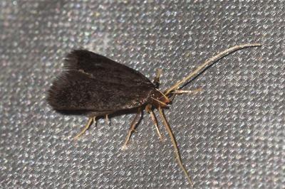 <i>Eurodachtha siculella</i>